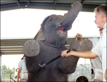 ele circus bullhook 2