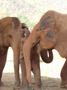 Yaaa I will eeeaat yooouuuu, aauuunntiiiee!