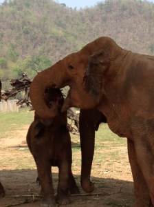 Aah, but not if I eat YOU first, little Yin Dee!