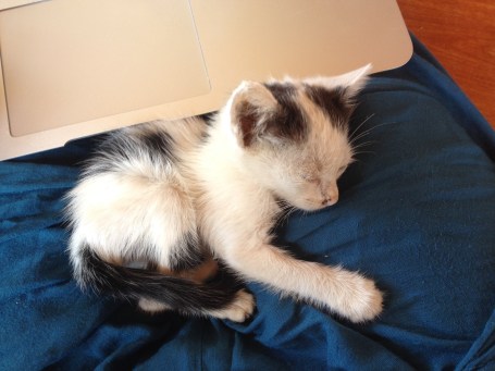 All tuckered out from eating and playing