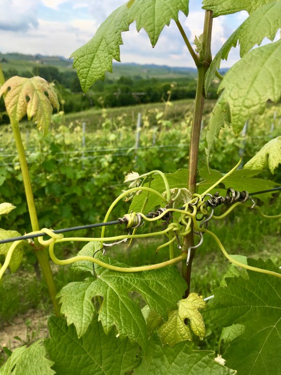 burzi vines