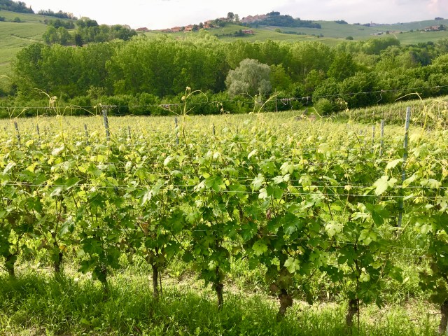 Burzi vineyard 2